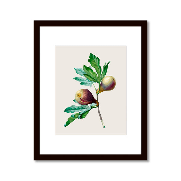 Fig Fruit with Branch - Vintage Botanical Art Print, No.267