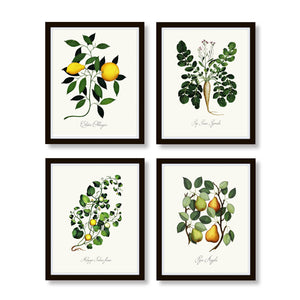 Botanical Vegetable Print Set of Vintage Aldrovandi Illustrations - No.16