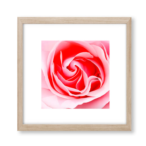 Abstract Pink Rose - Modern02