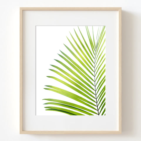 Light Green Palm Leaf Print - Plant11