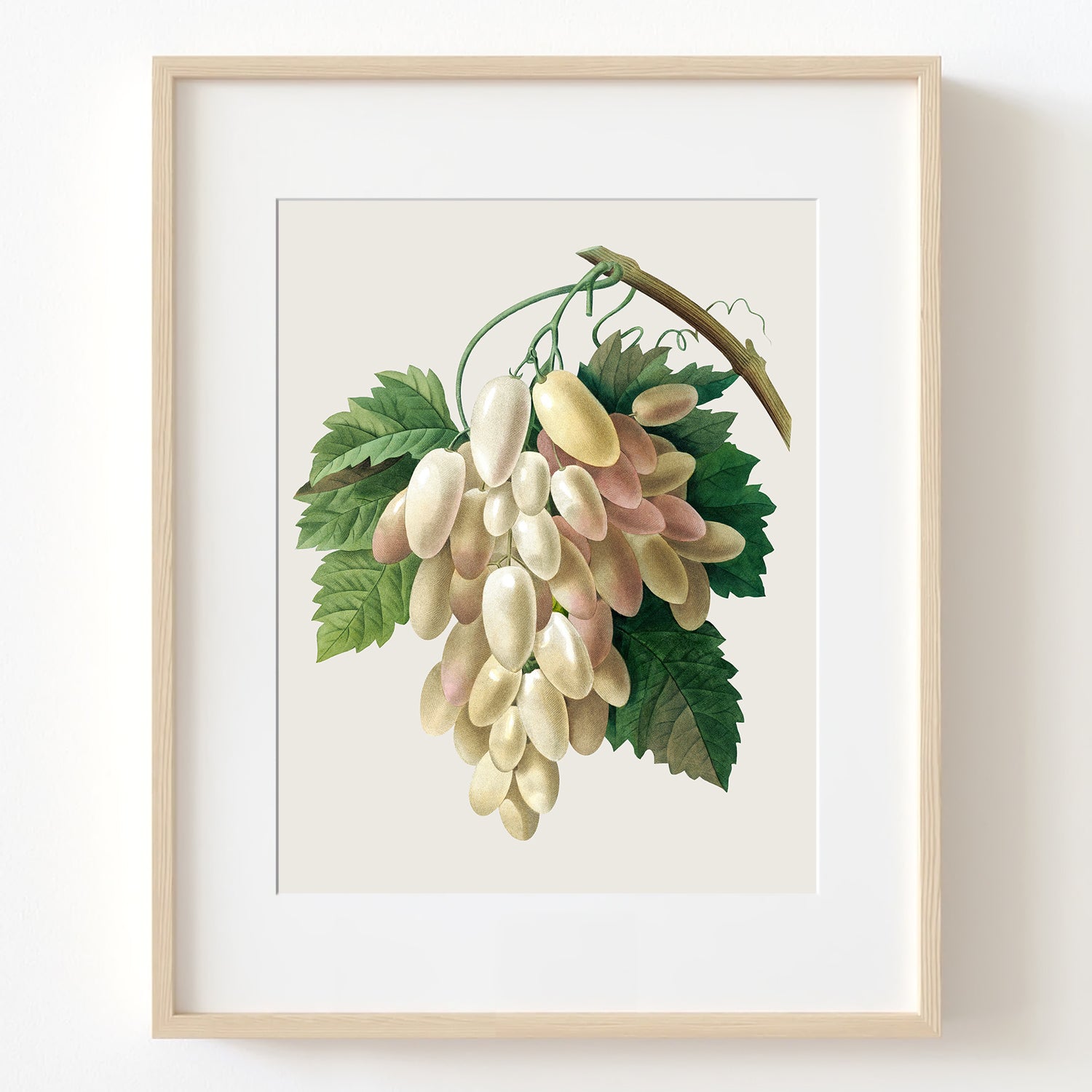 White Grape, Raisins Blancs - Vintage Botanical Art Print, No.265