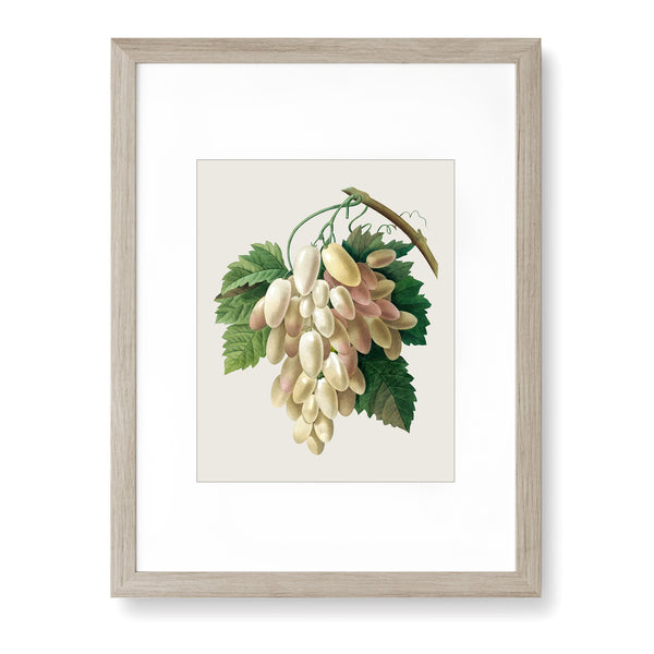 White Grape, Raisins Blancs - Vintage Botanical Art Print, No.265