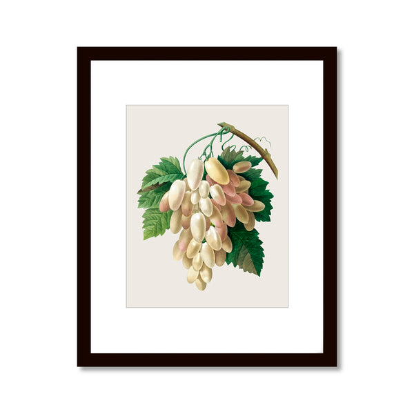 White Grape, Raisins Blancs - Vintage Botanical Art Print, No.265