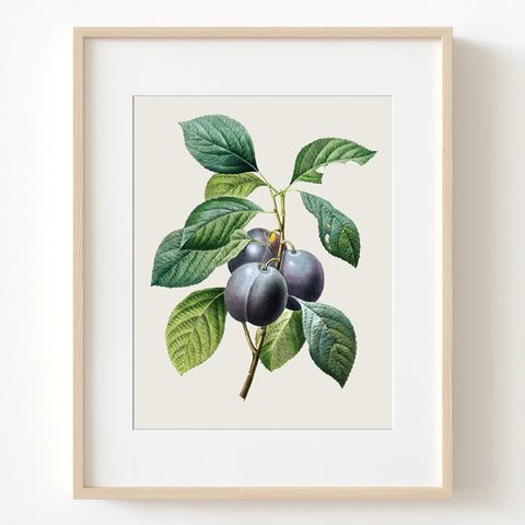 Plum, Prunus Domestica - Vintage Botanical Art Print, No.266