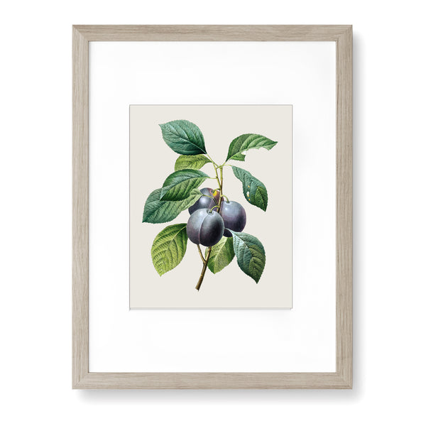Plum, Prunus Domestica - Vintage Botanical Art Print, No.266