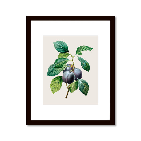 Plum, Prunus Domestica - Vintage Botanical Art Print, No.266