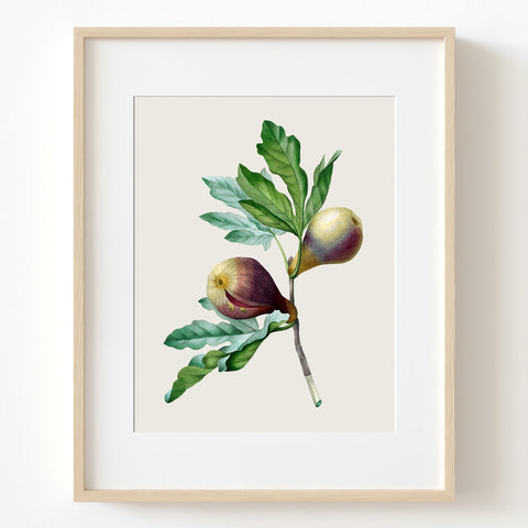 Fig Fruit with Branch - Vintage Botanical Art Print, No.267