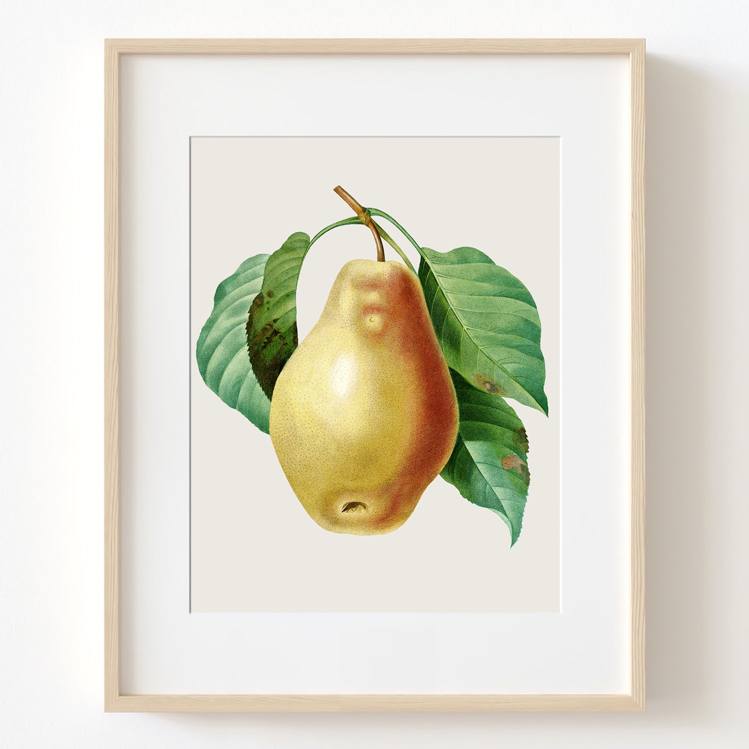 Pear on Branch - Vintage Botanical Art Print, No.268