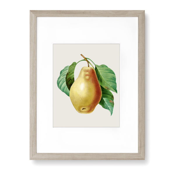 Pear on Branch - Vintage Botanical Art Print, No.268