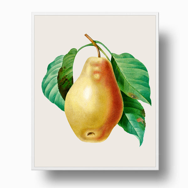 Pear on Branch - Vintage Botanical Art Print, No.268
