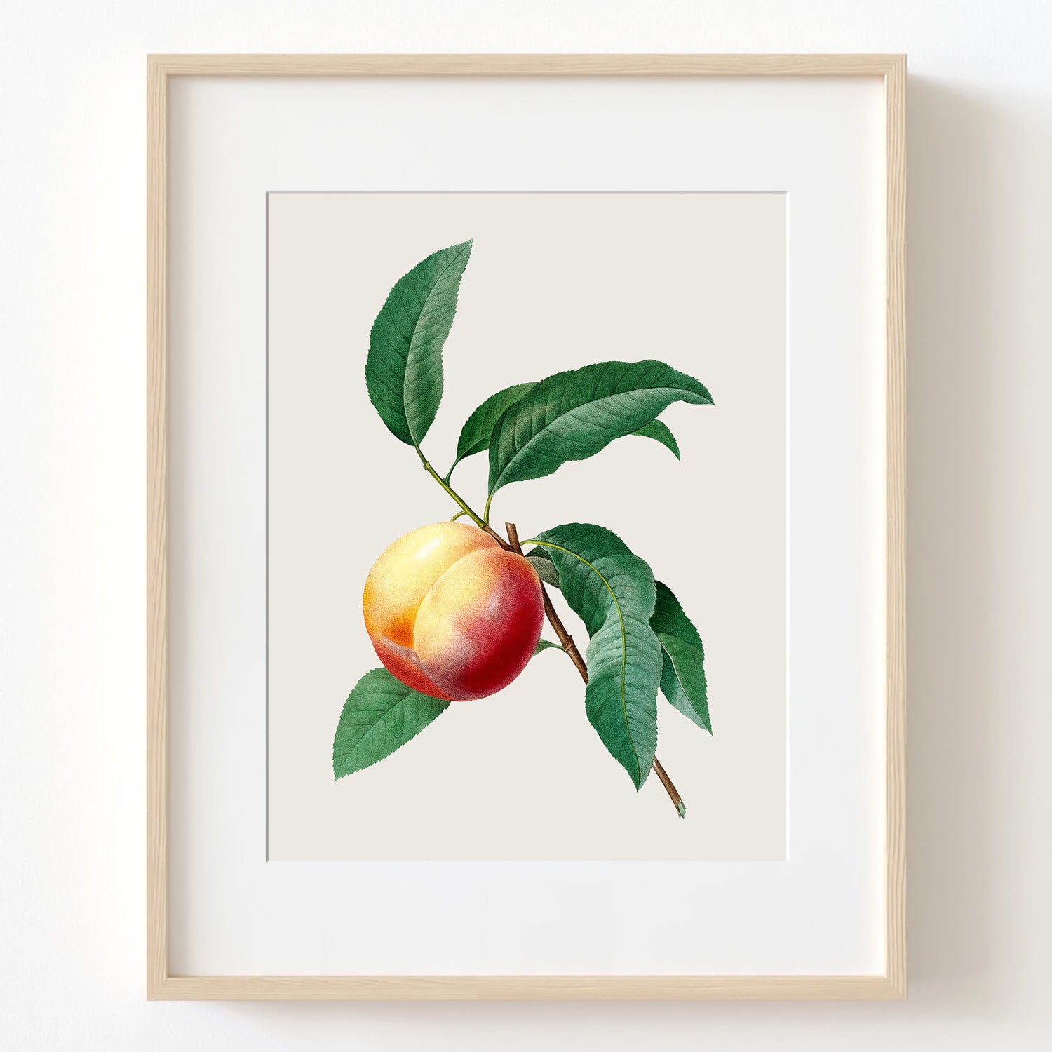 Peach on a Branch - Vintage Botanical Art Print, No.269