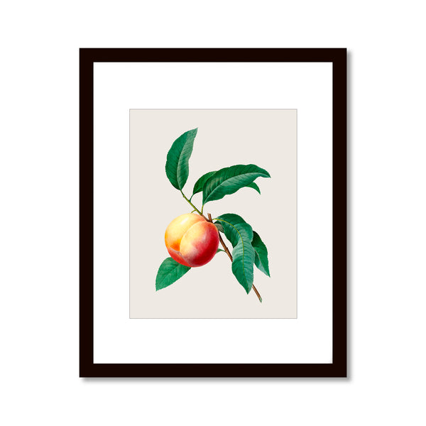Peach on a Branch - Vintage Botanical Art Print, No.269