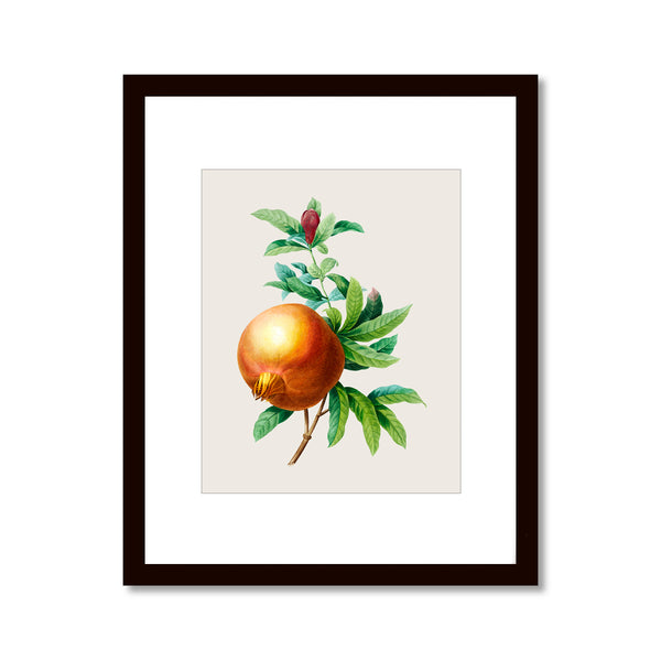 Pomegranate - Vintage Botanical Art Print, No.270