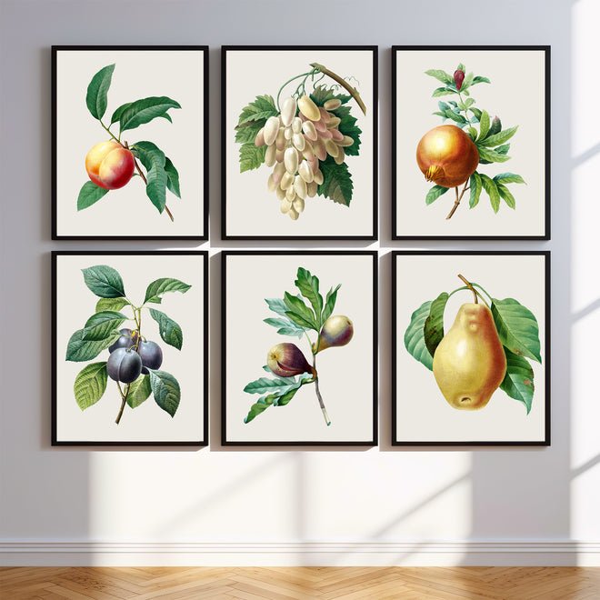 Fruit Botanical Vintage Art