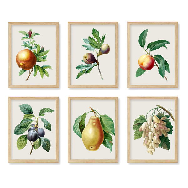 Botanical Vintage Fruit Print Set of 6 Art - No.3