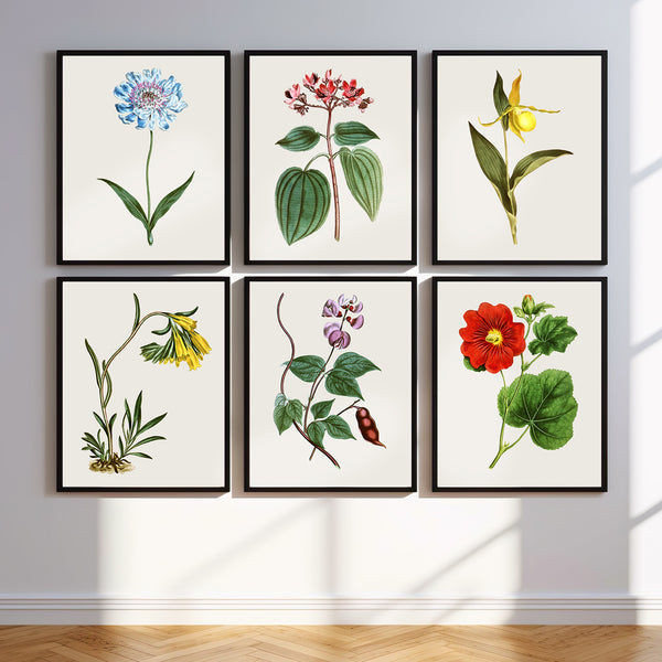 Botanical Print Set of 6 Vintage Floral Wall Art - No.4