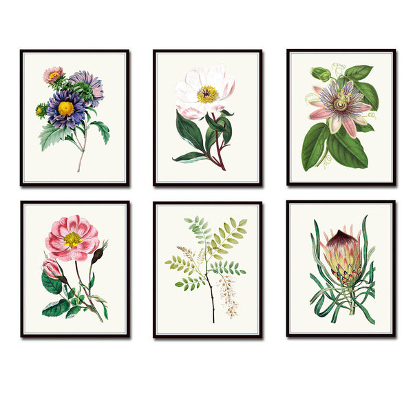 Botanical Floral Print Set of 6 Vintage Redoute Art - No.7