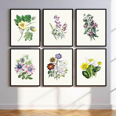 Botanical Floral Print Set of 6 Vintage Jane Loudon Art - No.15