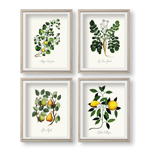 Botanical Vegetable Print Set of Vintage Aldrovandi Illustrations - No.16