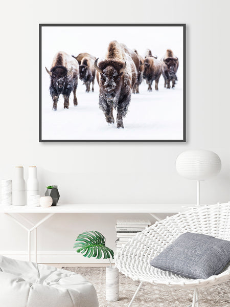 Buffalo Herd in the Snow - Farmhouse Wall Art, FA01