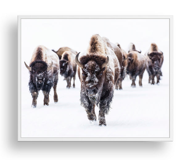 Buffalo Herd in the Snow - Farmhouse Wall Art, FA01