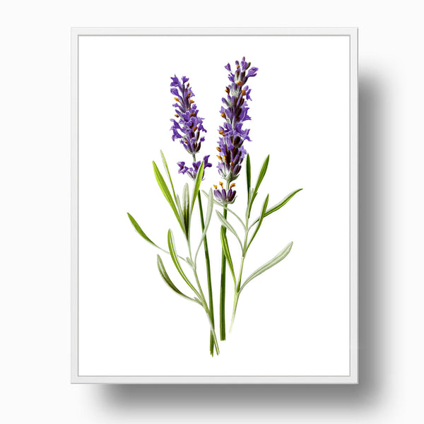 Lavender Flower - Vintage Botanical Art Print, No.2