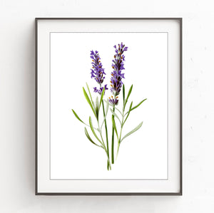 Lavender Flower - Vintage Botanical Art Print, No.2