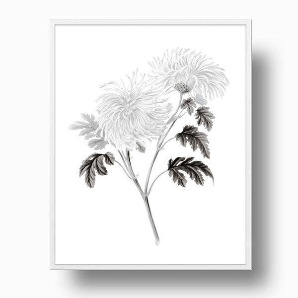 Chrysanthemum - Vintage Botanical Art Print, No.3