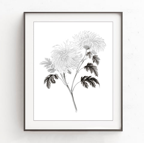 Chrysanthemum - Vintage Botanical Art Print, No.3