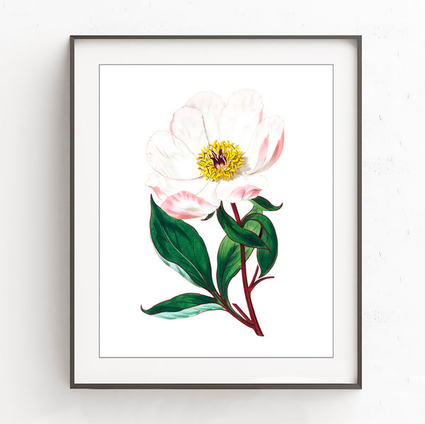 Magnolia Flower - Vintage Botanical Art Print, No.4