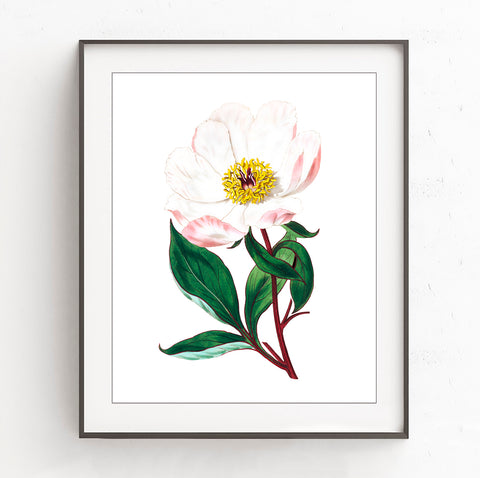Magnolia Flower - Vintage Botanical Art Print, No.4