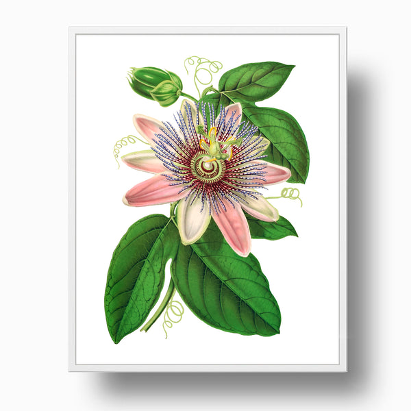 Pink Passion Flower - Vintage Botanical Art Print, No.24