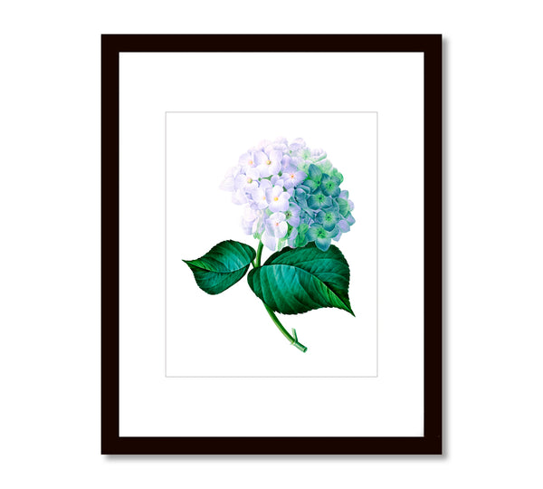 Blue Green Hydrangea - Vintage Botanical Art Print, No.34