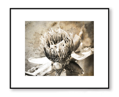 Rustic Moody Passion Flower - Botanical Fine Art, FBA04