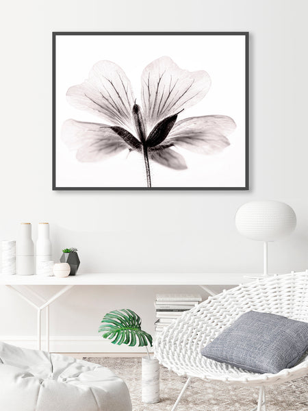 Soft Gray Anemone Flower - Botanical Wall Art, BA11