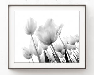 Field of Tulips Black and White - Botanical Wall Art, BA07