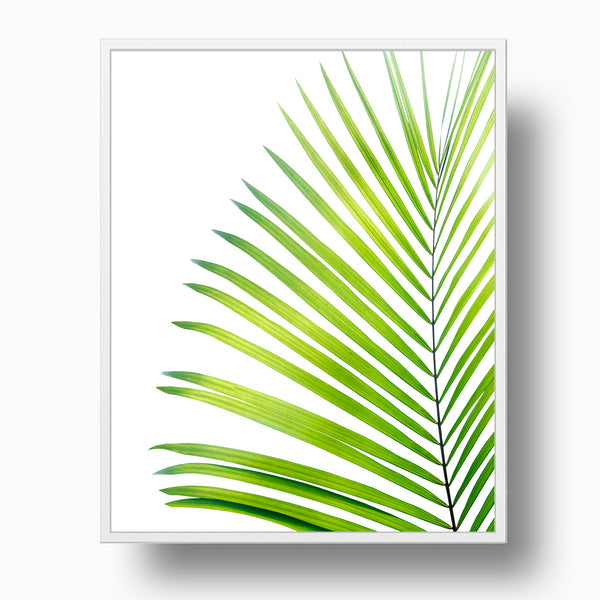 Light Green Palm Leaf - Coastal Wall Art Print, C11