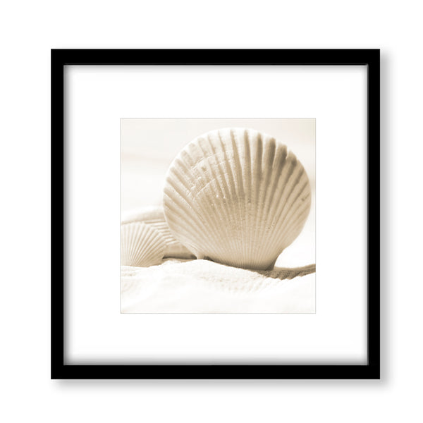 Coastal Seashells Set - Coastal Wall Art Print Set, C24