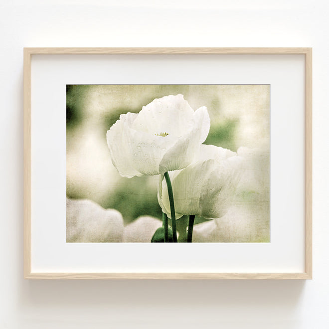 Fine Art - Floral