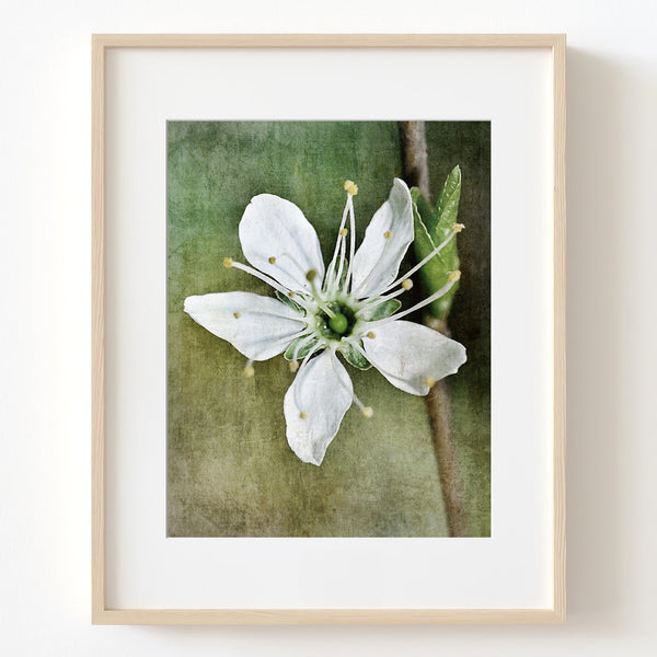 White Petal Flower in Pastel Green Cream Textured Print - FL04