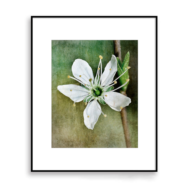 White Petal Flower in Pastel Green Cream Textured Print - FL04