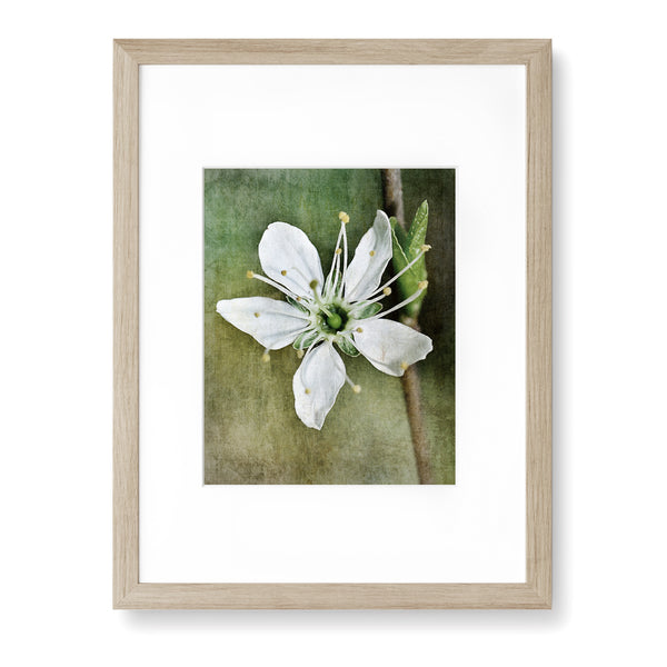 White Petal Flower in Pastel Green Cream Textured Print - FL04