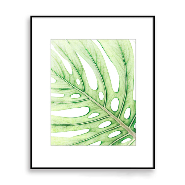 Soft Green Colored Textured Monstera Leaf Print - FL07