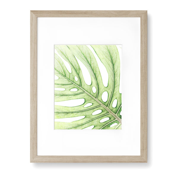 Soft Green Colored Textured Monstera Leaf Print - FL07