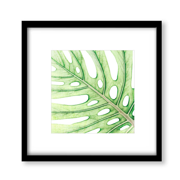 Soft Green Colored Textured Monstera Leaf Print - FL07