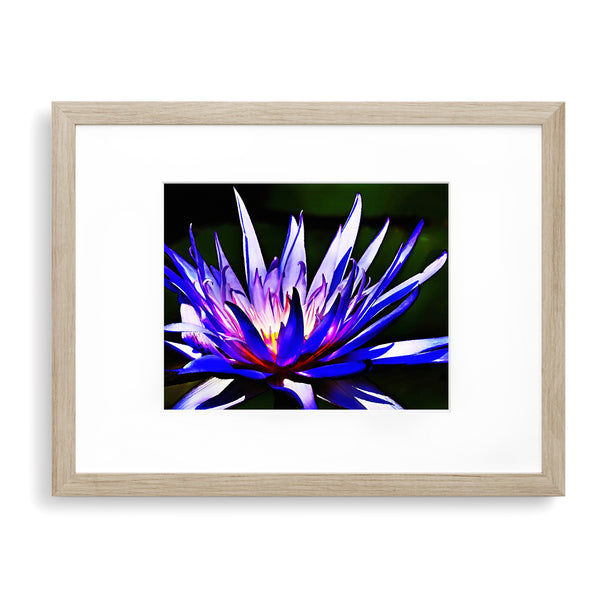 Water Lily Textured Painting Print - FL14