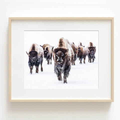 Buffalo Herd in the Snow - Farmhouse Print - Farm01