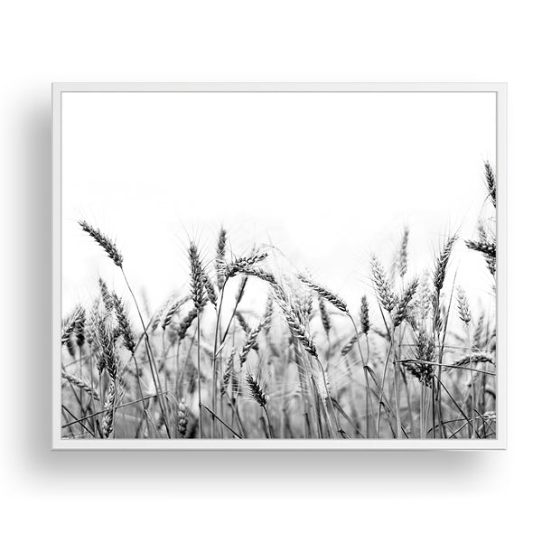 Wheat Field Monochrome Print - Farm06