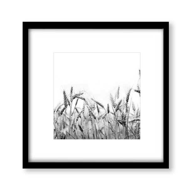 Wheat Field Monochrome Print - Farm06