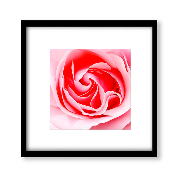 Abstract Pink Rose - Modern02